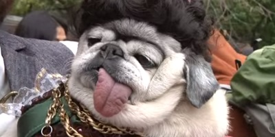 Quake In Fear As An Army Of Dressed-Up Dogs Descend On New York For A Halloween Parade