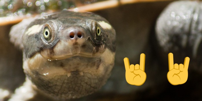This QLD Turtle Might Be Punk Rock As But It's Also Very Endangered