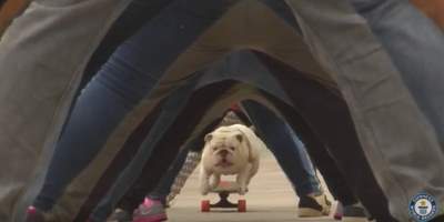 A Bulldog Has Broken The Guinness World Record For Skateboarding Through A Tunnel Of Human Legs