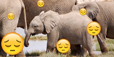 Trump Reverses Ban on Importing Hunted Elephant Trophies Into America