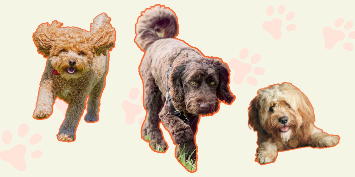 Oodles of Oodles! Do You Own Australia’s Most Popular Dog?