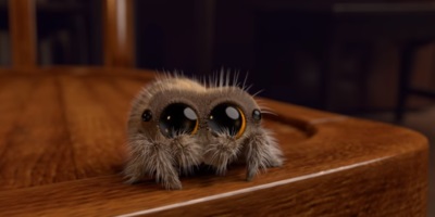 Lucas the Spider: What You Need to Know About the Internet’s Latest Cute-Gross Obsession