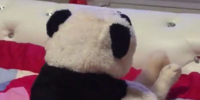 This Panda Bear Video Has An Adorable Twist Ending
