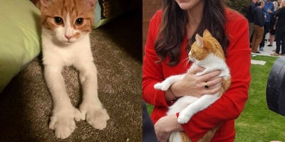 Rest in Peace, Paddles: NZ's First Kitten Has Been Hit By a Car