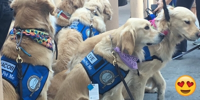 Too Wholesome: There's an Army of Fluffy Comfort Dogs Visiting the Las Vegas Shooting's Injured