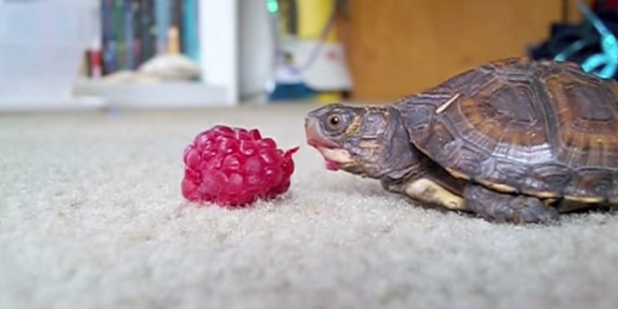 For World Turtle Day, Here's A Baby Turtle Eating A Raspberry · Student ...