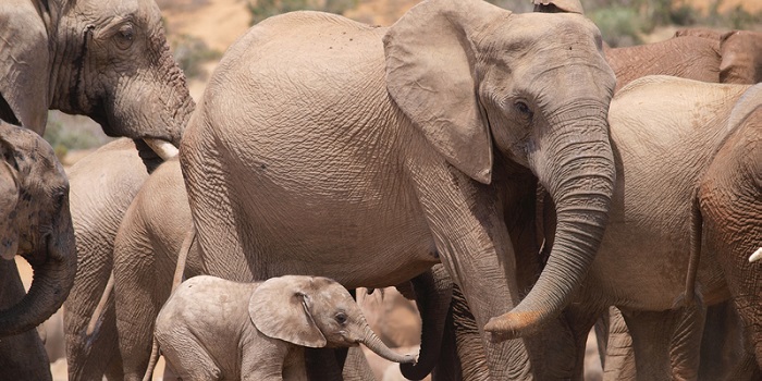 African Elephant Poaching Reaches Crisis Point · Student Edge News