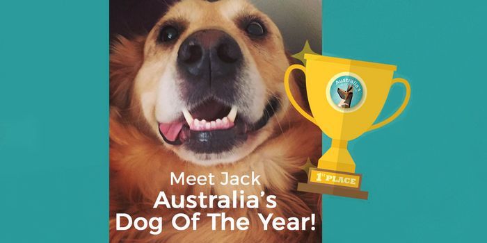 A Life-Saving Doggo Has Just Been Named 2017's Aus Dog of the Year