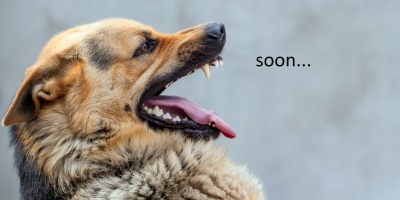 Google Translate Predicts the Apocalypse When You Write "Dog" 18 Times