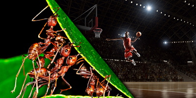 Please Tassie, Call Your NBL Team the "Tasmania Jack Jumpers"