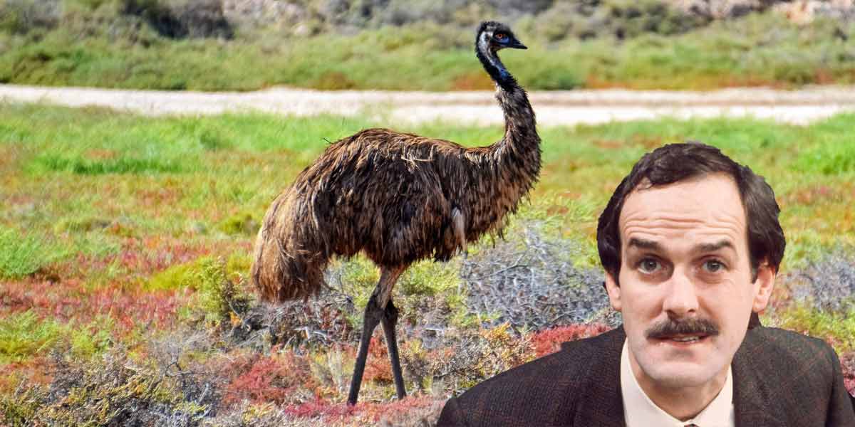 John Cleese Will Star in a Film About Australia’s Emu War, But What Actually Is the Emu War?