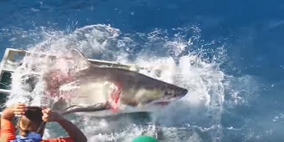 Viral Shark In Diving Cage Video Sparks Concerns For Conservationists