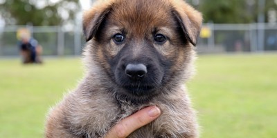 QLD Coppers Want You to Name Their New Puppers