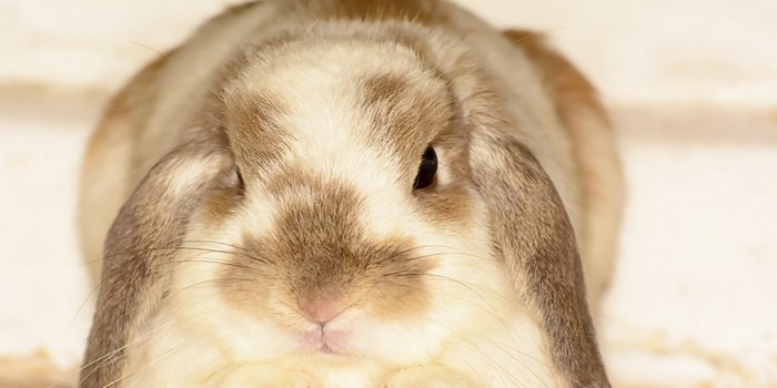 Giant Bunny Dies in Cargo Hold as United Airlines Continues to be the World’s Most Hated Airline
