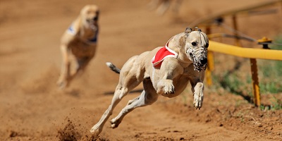 Mike Baird Backs Down On Greyhound Racing Ban