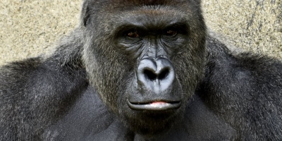 Mum Offers Explanation For Son Sneaking Into Harambe's Gorilla Enclosure: "Accidents Happen"