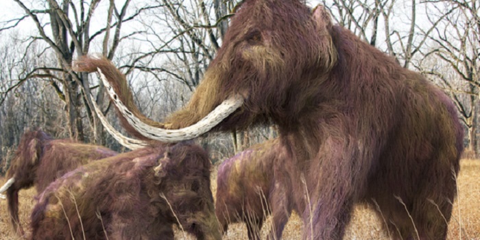 Scientists Are On The Cusp Of Resurrecting The Extinct Woolly Mammoth ...