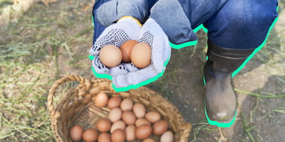 Here’s Where You Might Find Your Place in the Egg Industry