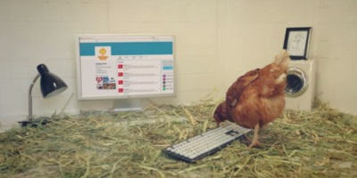 A Hen Is Now Running Chicken Treat’s Twitter Account
