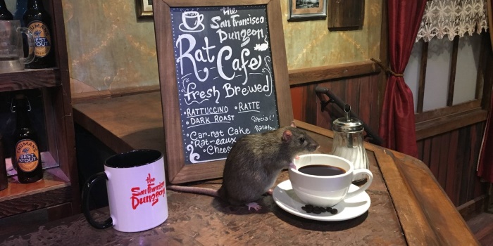 Want to Hate Coffee? Try San Fran’s Rat Café (a Café Full of Rats)