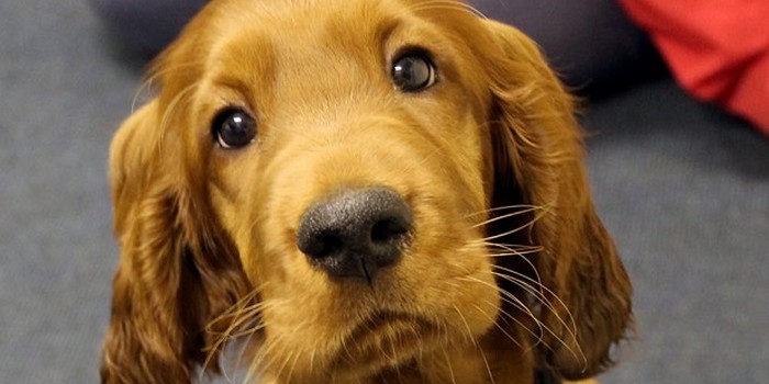 A UK School Just Adopted a Full-Time Pupper to Help Students With Exam Stress
