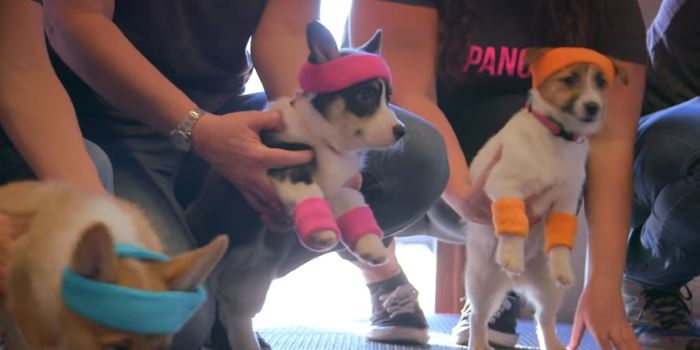 Watching This Video Of Puppies Being Cuddled Automatically Donates Food To Dog Havens