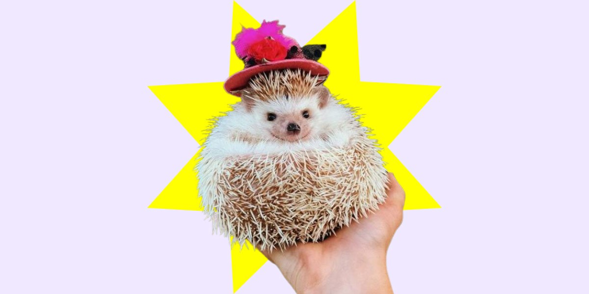 Wanna Be a Pet-fluencer? So Do One in Four Pet Owners, Apparently