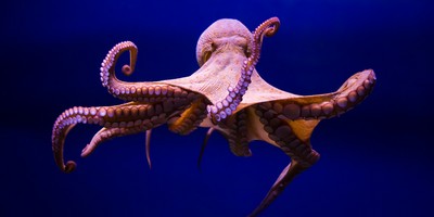 Shoot the Messenger? Japan's World Cup Octopus Has Been Killed and Sold For Food