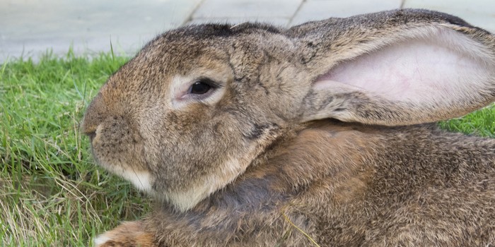 The Plot Has Thickened: Simon the Bunny Died at the Airport, Not During United Flight
