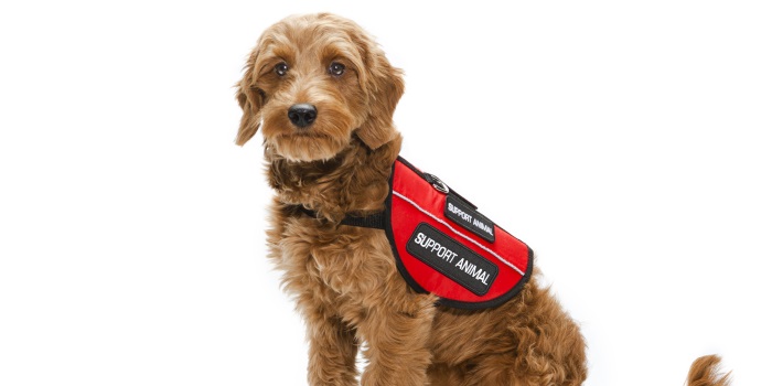 Should All Schools Introduce Assistance Animals for Exams?