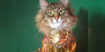 Vale, Church: Lead Feline From "Pet Sematary" Has Tragically Passed Away