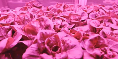 TEDnesday Talks: "This Computer Will Grow Your Food In The Future"