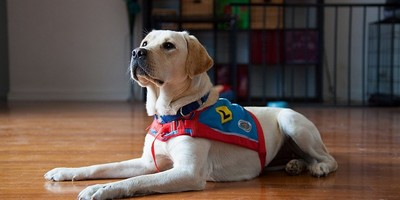 Human’s Best Friend: Assistance Animals Are Helping Those With Disabilities Gain Confidence and Companionship