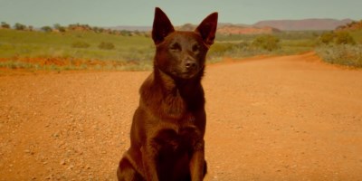 Will They Make A Third “Red Dog” Movie? “True Blue” Producer Nelson Woss Tells Us They Might