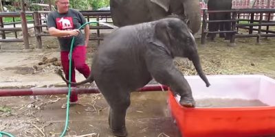 Washing Baby Elephant As Difficult/Adorable As It Sounds