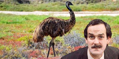 John Cleese Will Star in a Film About Australia’s Emu War, But What Actually Is the Emu War?