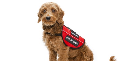 Should All Schools Introduce Assistance Animals for Exams?