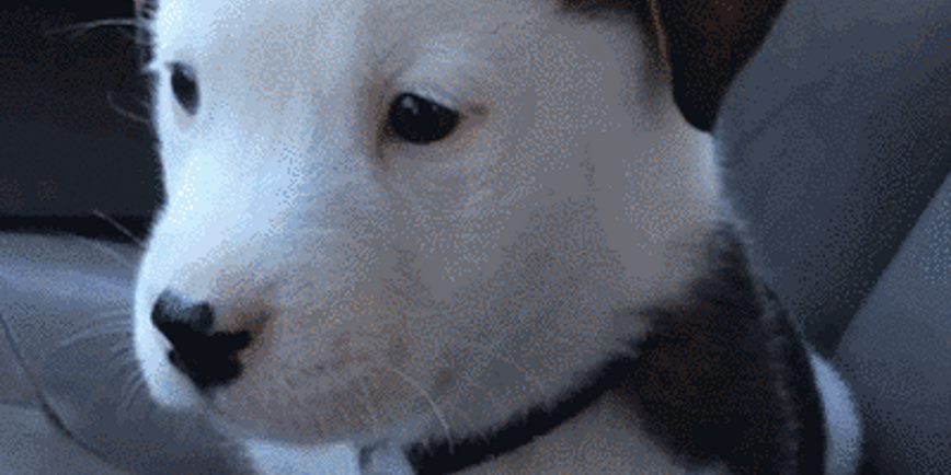 Watch An Adorable Pup Battle Hiccups