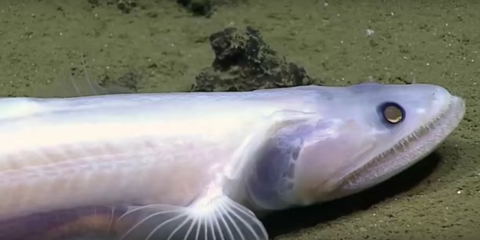 Head Under The Sea With This Quiz