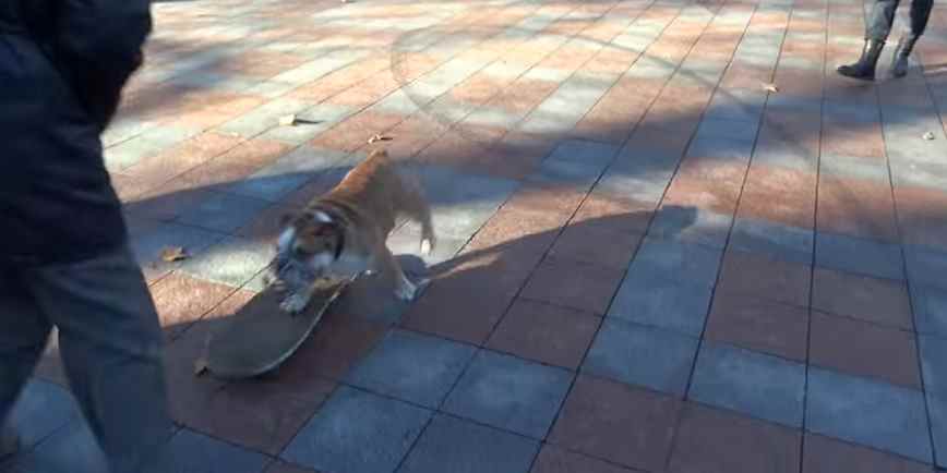 Skateboarding British Bulldog Breaks Up Protest in Ukraine