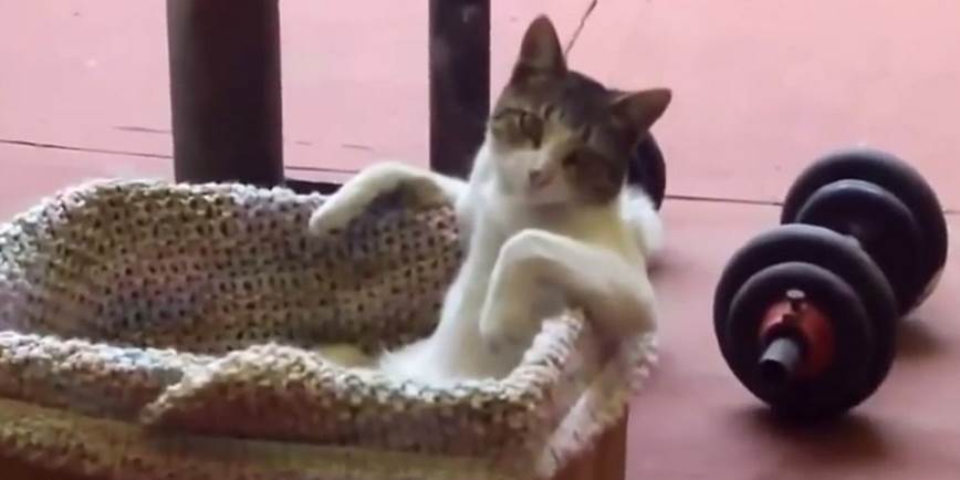 No One Has Ever Been More Chill Than This Cat