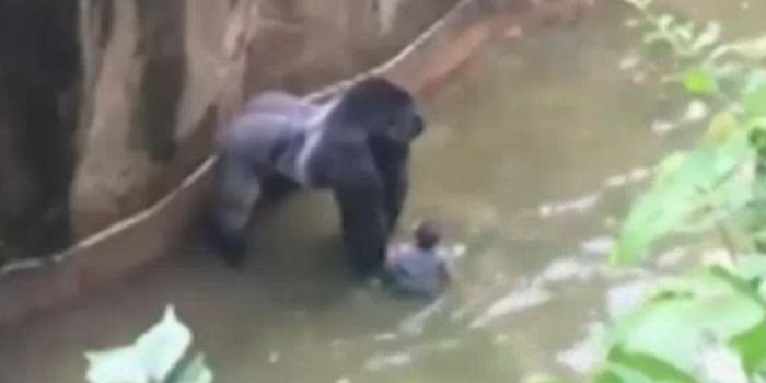 Killing Of Gorilla At Cincinnati Zoo Has Made People Very, Very Angry