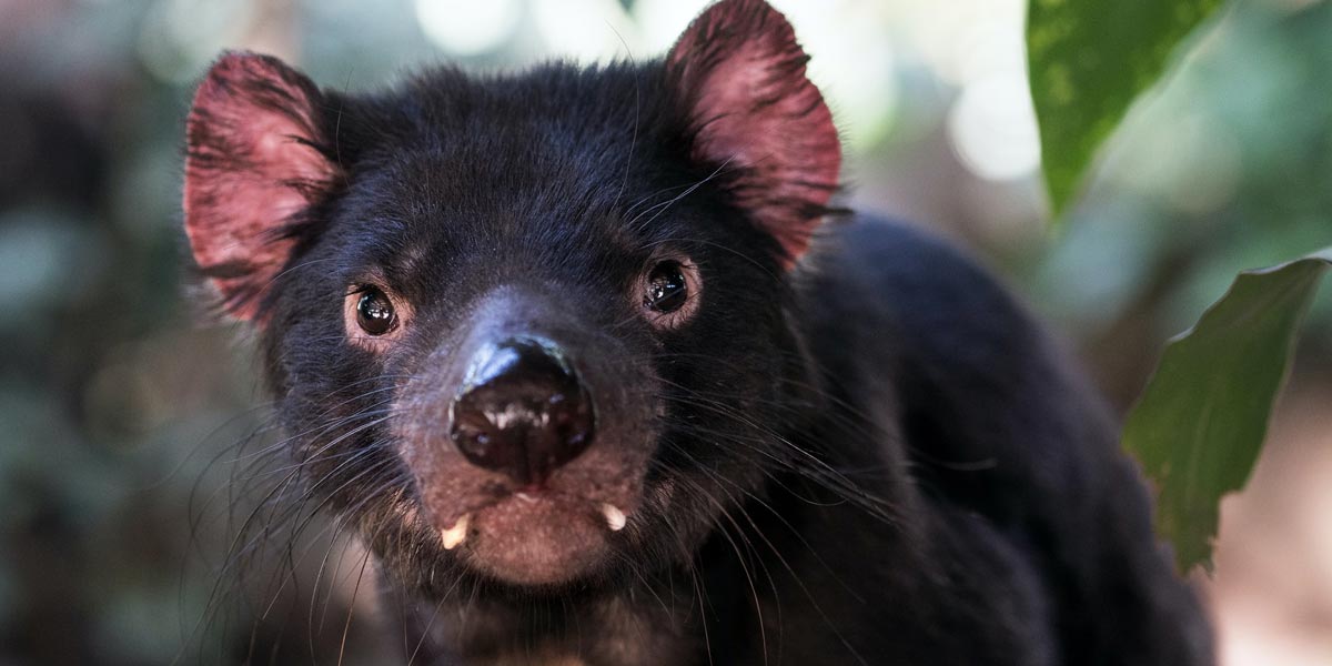 OMG: Tasmania Are Offering $300 Travel Vouchers to WA, SA and QLD Residents