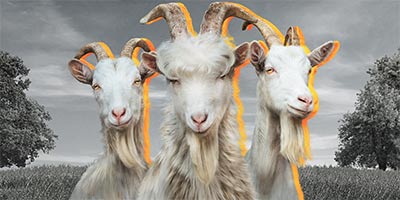 Wrap-Up Fridays: Poker, Goats and Christmas
