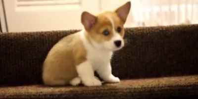 The Corgi's Eternal Struggle: Walking Down Stairs
