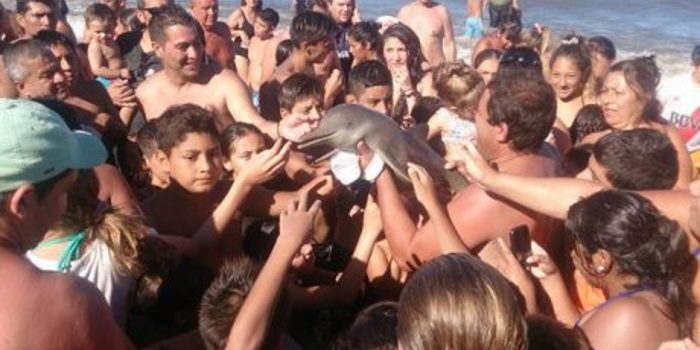 Baby Dolphin ‘Selfied’ To Death By Awful, Awful People