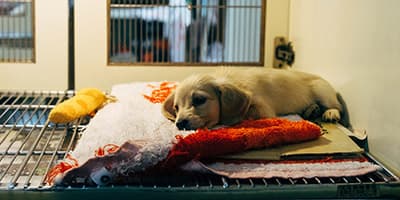 Animal Shelters Are Urging People Not to Adopt Just Because They're in Lockdown