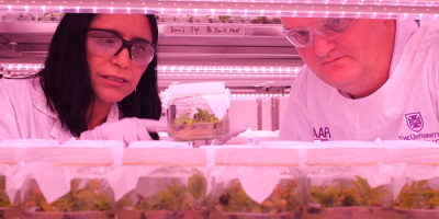 Avo Toast Fans Can Chill 'Cos QLD Scientists Have Guaranteed Avos Of the Future