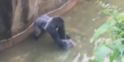 Justice For Harambe? Police Considering Criminal Charges Over Killing Of Endangered Gorilla