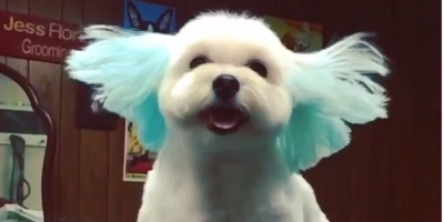 Watch These Fresh-To-Death Dogs Blow-Dried In Slow Motion